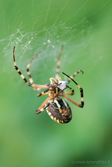 Argiope bruennichi con preda.jpg